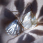 Earrings - Large Shell Earrings - Ainanani - ke aloha jewelry