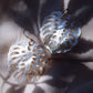 Earrings - X-Large Shell Monstera Earrings - Kaliko - ke aloha jewelry
